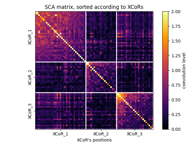 SCA matrix, sorted according to XCoRs